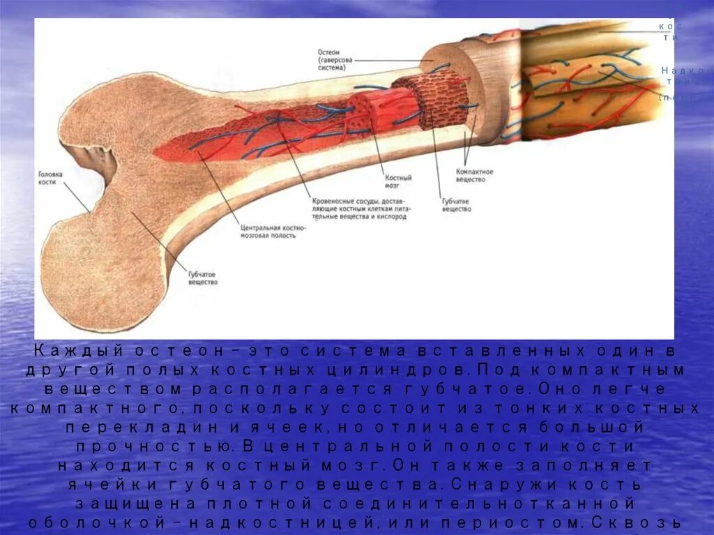 Строение кости. Кость строение. Послойное строение кости. Наружный слой кости. Компактное вещество кости состоит из