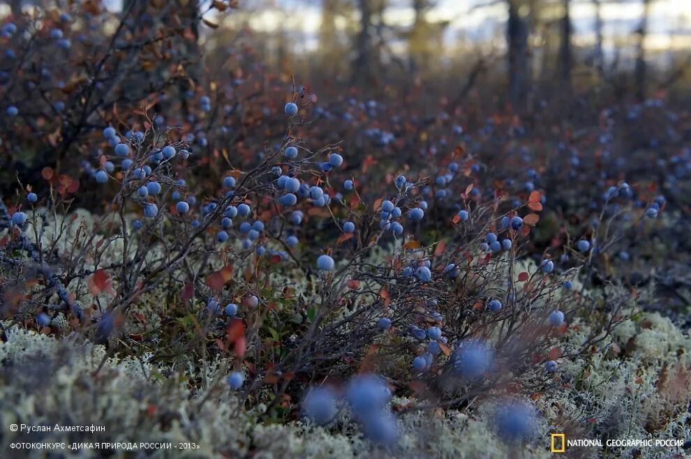 Ганобобель. Торт прага братья караваевы. Черника лесная куст. Тарталетка братья караваевы. Орёл голубица.