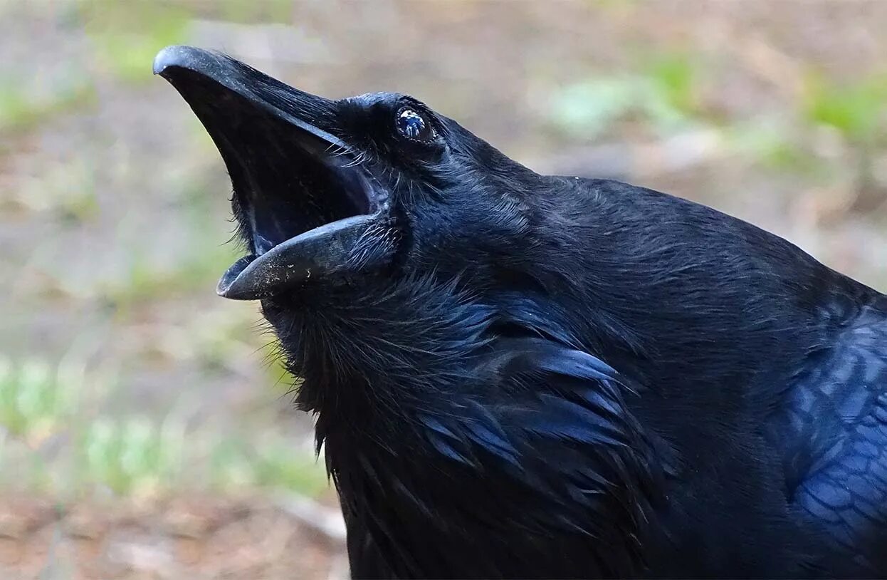 Почему вороны каркают ночью