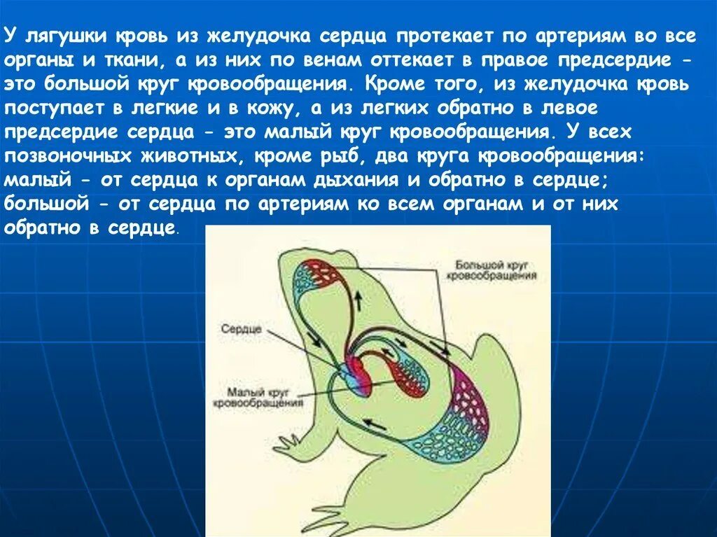 В желудочке земноводных находится кровь. Органы дыхательной системы у земноводных лягушка. Дыхательная система лягушки 7 класс. Строение дыхательной системы амфибий. Дыхательная система земноводных схема.