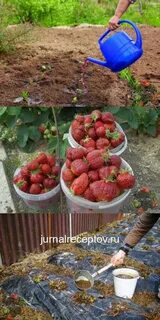 Удобрение для клубники для увеличения урожая