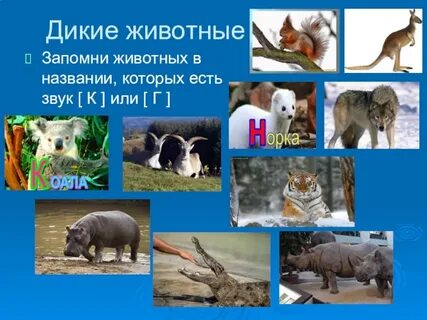 Запомни животных