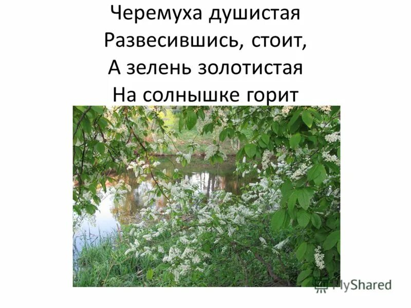 Правописание суффиксов причастий. 2или. Есенин черёмуха душистая с весною расцвела. Лексический комментарий зелень горит на солнышке. Развесившись стоит значение.