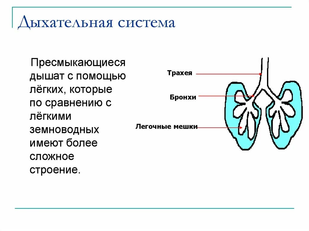 Система органов дыхания рептилий. Органы дыхания у пресмыкающихся 7 класс. Daxatelnaya sistema presmakayushix 7 Klass. Строение дыхательной системы пресмыкающихся.