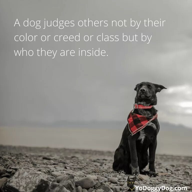 Black dog перевод на русский. Story about Dogs. Quotes about Dogs. Good Words about Dog. Quotes for Dogs.