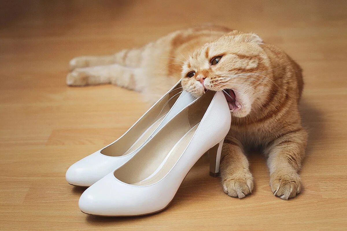Коты портят. Обувь для кота. Кошка в туфлях. Коты обувь. Кошки в тапках.