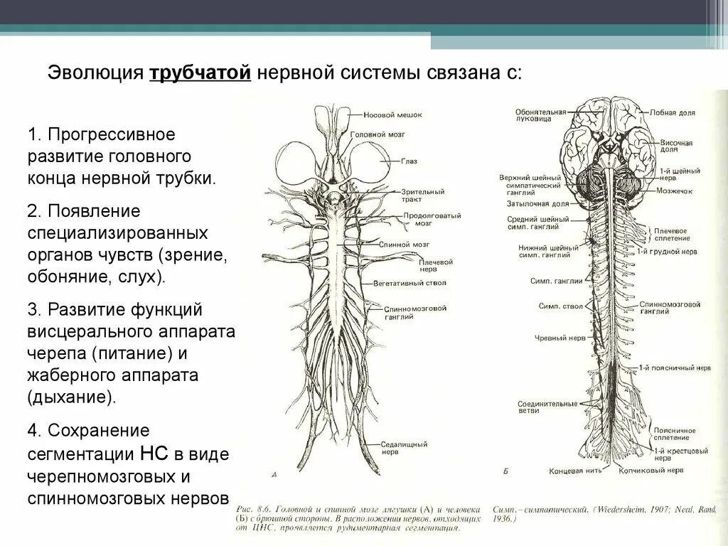 Представители трубчатой нервной системы. Строение нервной системы спинной мозг схема. Нервная система животных схема. Схема строения центральной нервной системы человека.