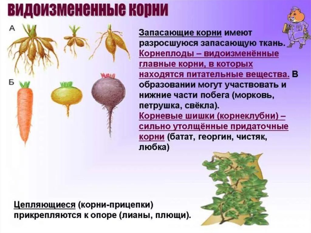 Корневые видоизменения