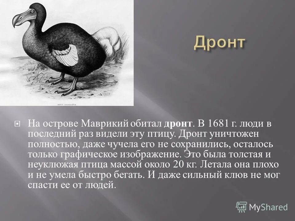 Маврикийский Дронт чучело. Дронт птица описание. Дронт вымершая птица. Рассказ про дронта.