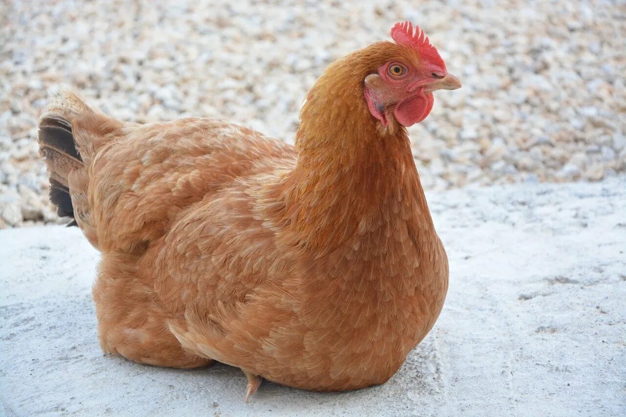 Петух Ломан Браун ~2,4 кг. Курица. Рыжая курица. Курочки - несушки.