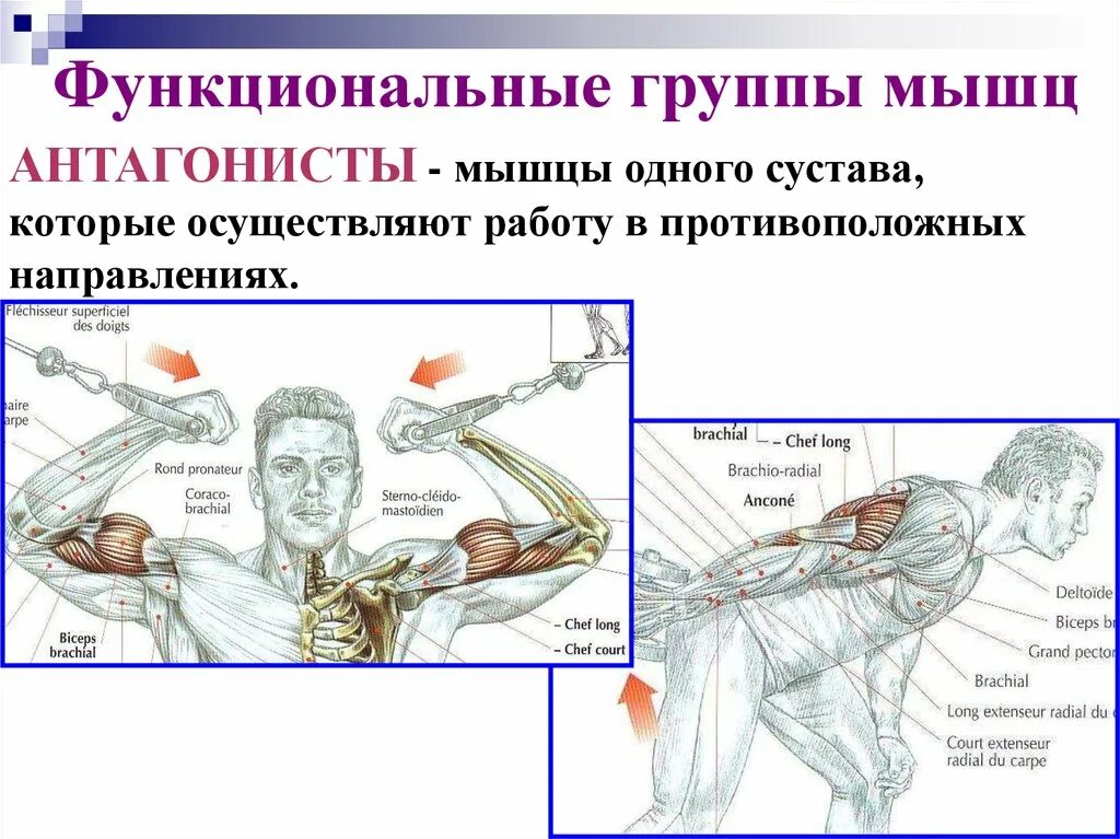 С какой силой натянута мышца. Группы мышц. Функциональные группы мышц. Биомеханика мышц. Мышцы группы мышц.