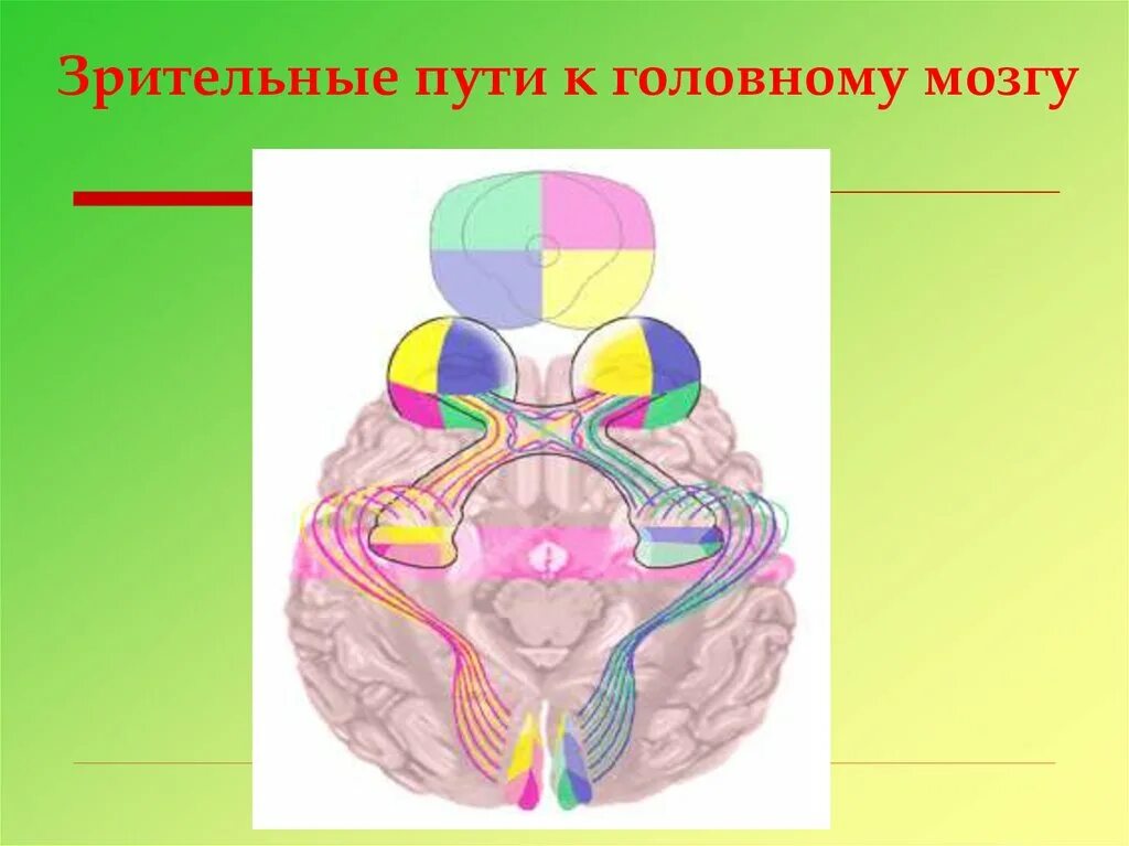 Зрительный путь. Зрительный анализатор в мозге. Зрительные пути в головном мозге. Зрительные пути глаза. Пути глазки