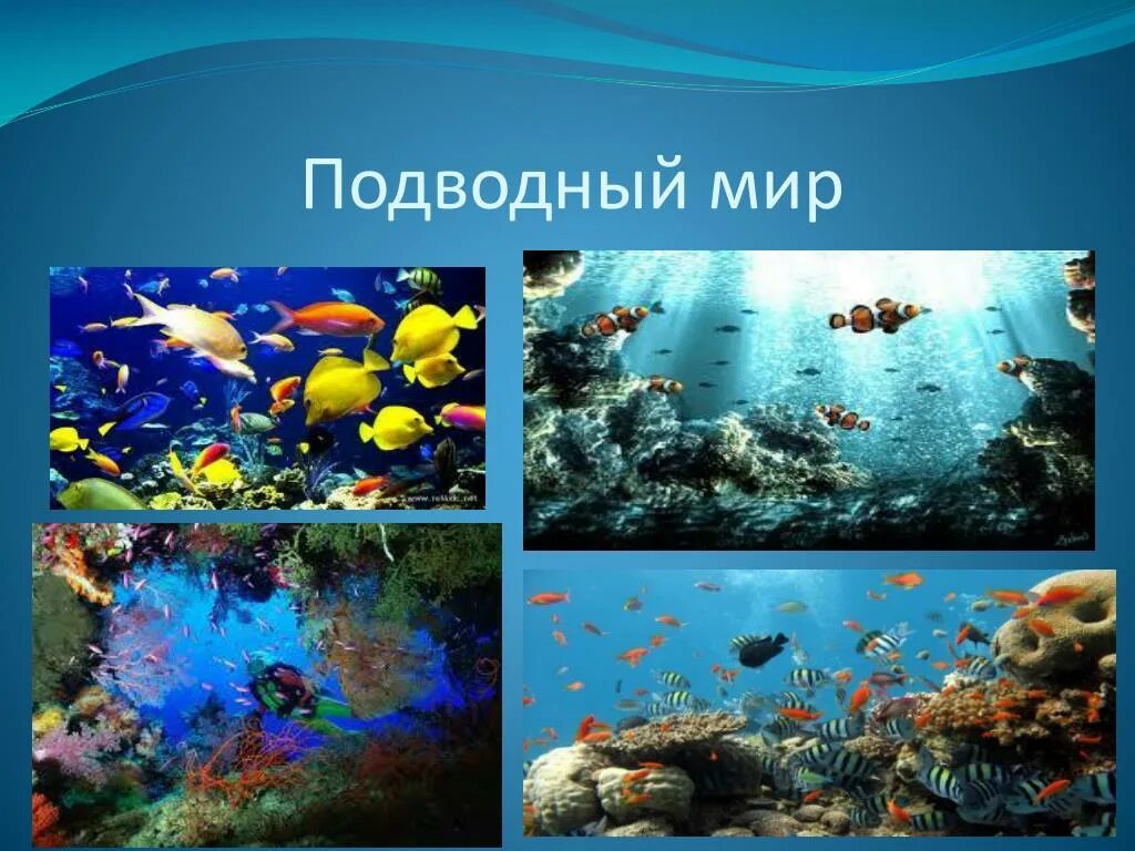 Сообщение о подводных обитателях. Презентация на тему подводный мир. Доклад на тему водный мир. Проект на тему морские обитатели. Морские обитатели для дошкольников.