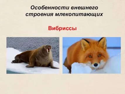 Млекопитающие практическая работа