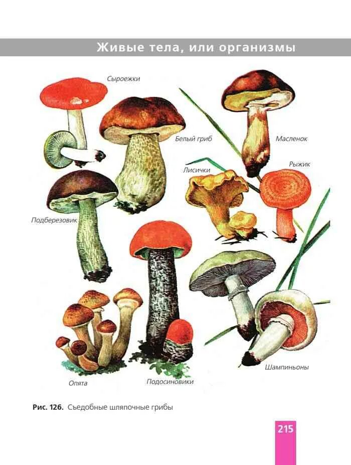 Съедобные Шляпочные грибы название. Шляпочные грибы съедобные грибы. Несъедобные Шляпочные грибы. Шляпочные грибы рисунок с названиями. Назови шляпочные грибы