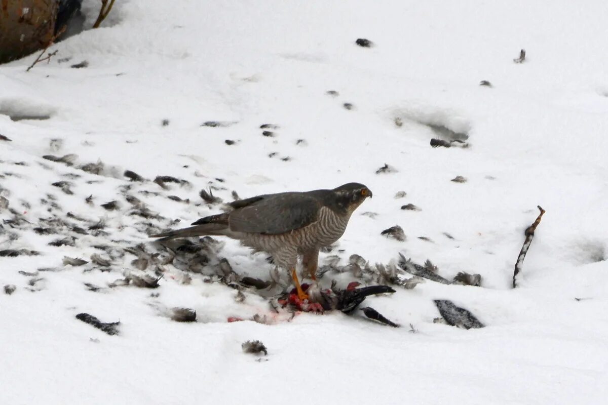Каштановобрюхий ястреб. Ястреб-тетеревятник фото. Глаз ястреба тетеревятника. Ястреб гусятник. Ястреб став.