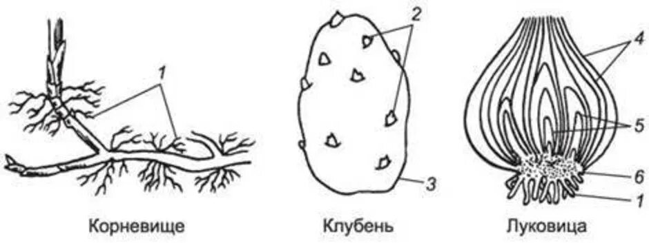 Что такое корневище клубень и луковица биология. Строение видоизмененных побегов корневище луковица клубень. Корневище клубень луковица видоизмененные побеги. Строение корневища клубня и луковицы. Побеговую природу клубня картофеля доказывает осевое строение