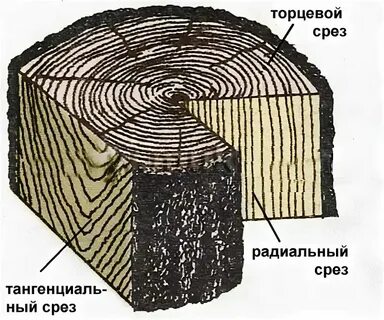 Экономический срез