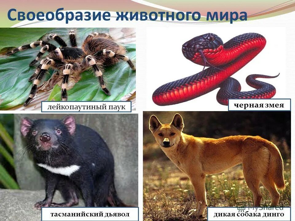 Своеобразие животных это. Своеобразие животных это. Природные зоны австралии. Своеобразие органического мира. Природные зоны своеобразие органического мира.