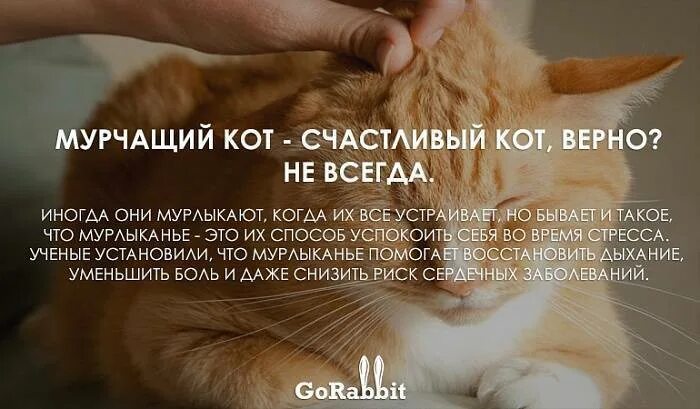 Кошка мурчит как трактор
