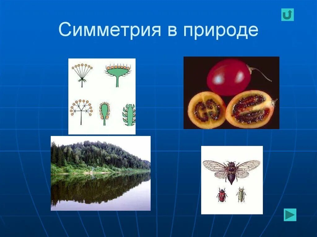 Тип симметрии птиц. Симметрия в природе. симметричная природа. симметрия в природе и в жизни. типы симметрии в природе.