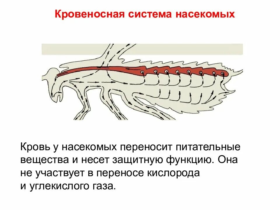 Строение кровеносной системы животных. Эволюция кровеносной системы у беспозвоночных животных. кровеносная система насекомых схема. насекомые кровеносная система таблица. внутреннее строение насекомых кровеносная система.