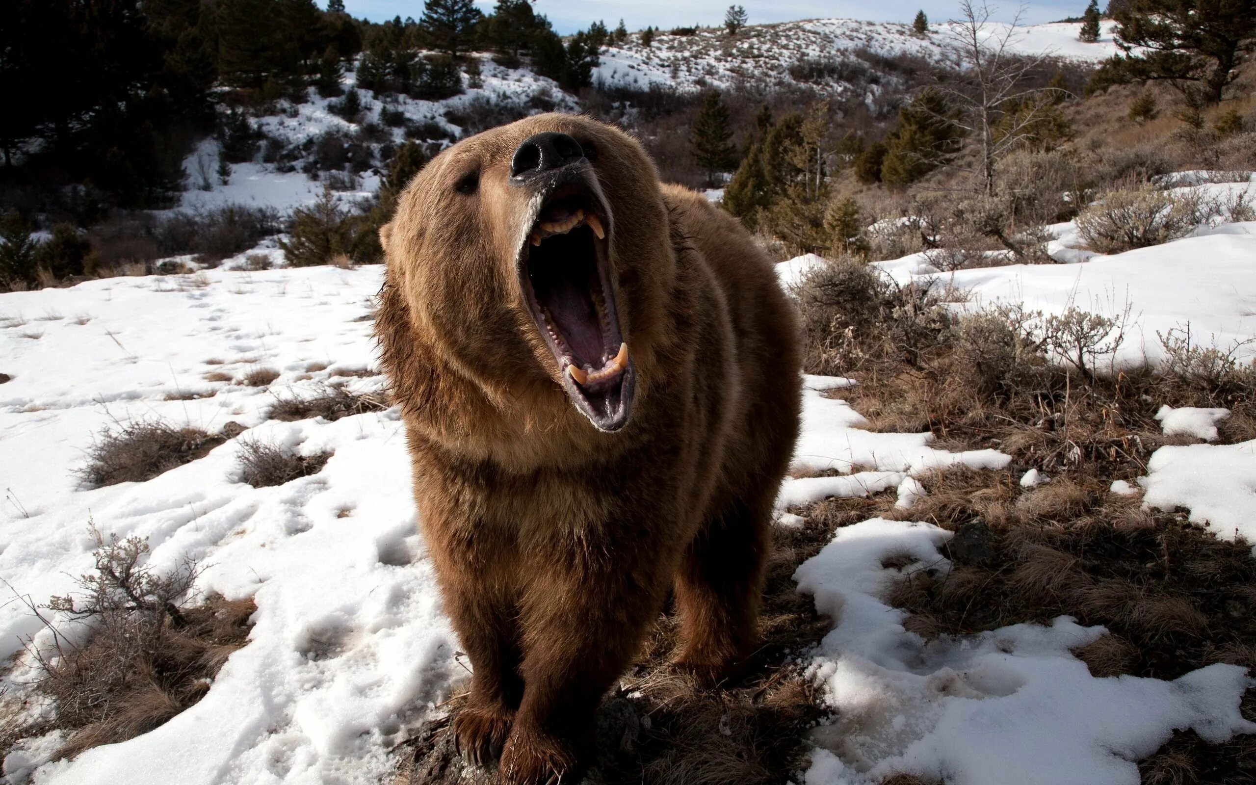 Грозный бурый медведь. Медведь Гризли оскал. Гризли Grizzly, Гризли, медведь.. Грозный медведь Гризли.