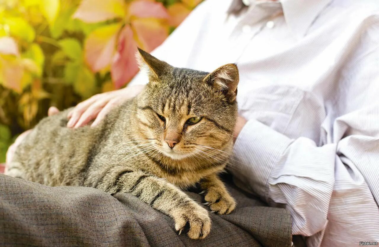 Заболел хозяин. Кошка сидит на коленях. Кошки лекари. Лежачий кот. Кошка лежит на человеке.