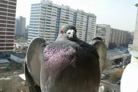 Голуби смешные картинки