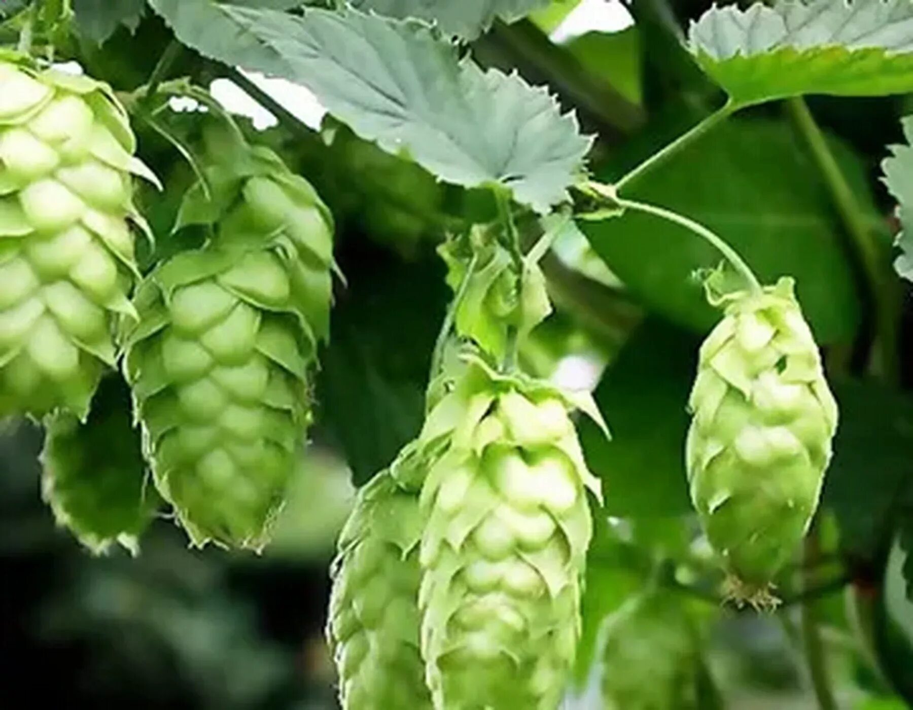 Хмель «aureus». Соплодия хмеля обыкновенного. Humulus lupulus. Хмель (humulus lupulus):. Humulus lupulus.