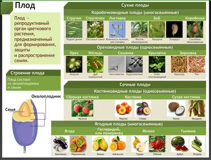 Привести примеры плодов