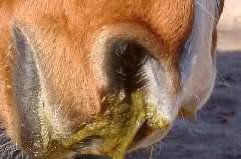 Носоглоточный овод у лошади. Нос коровы. Носоглоточный овод у лошади. Корова слюни текут. Корова слюни текут.