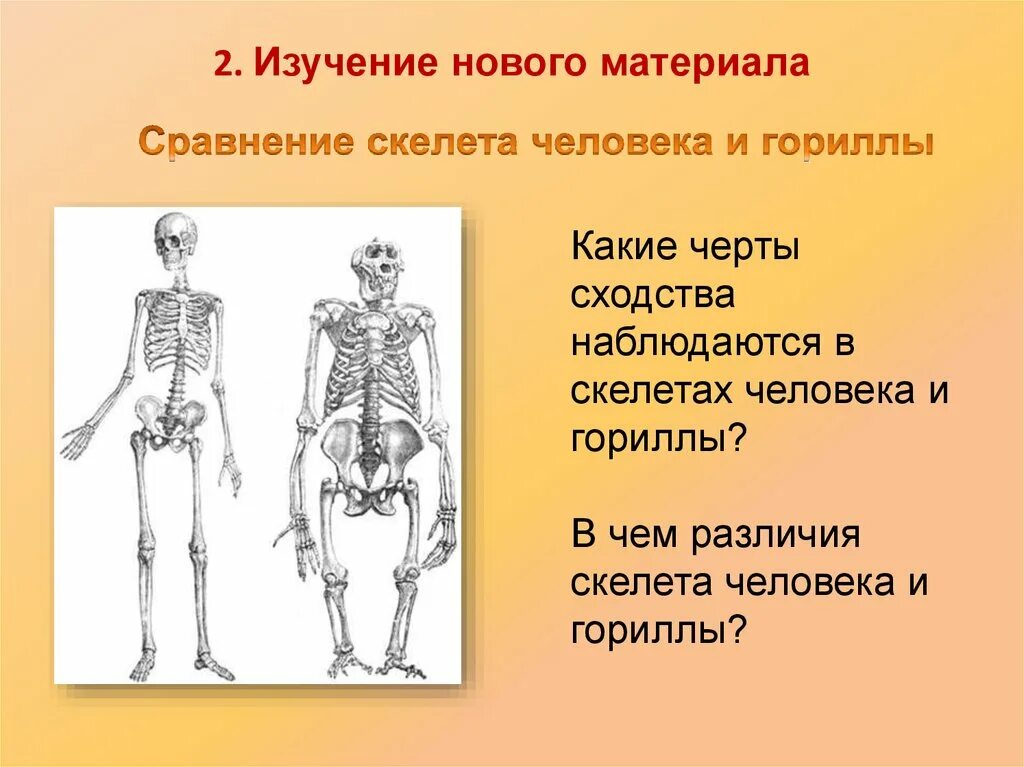 Перечислите особенности скелета. Скелет человека. Скелет человека различия. Изучение скелета. Осевой скелет и скелет конечностей.