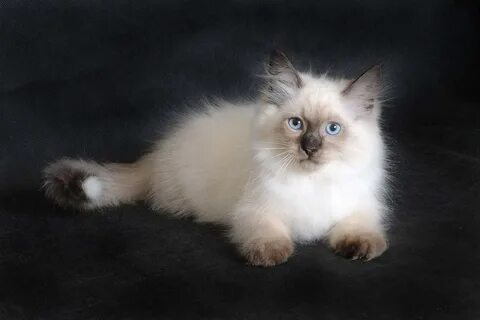 Сиамско сибирский кот