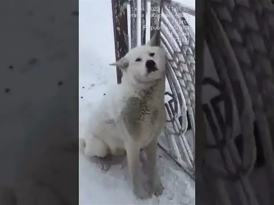 Якутия девочка и собака