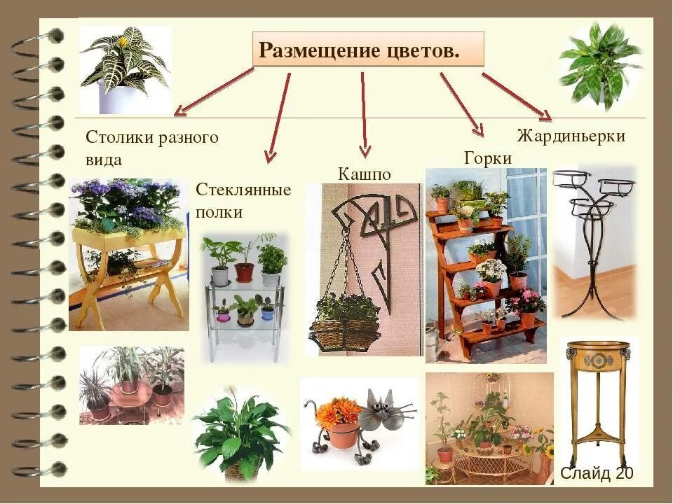 Размещение растений в интерьере. Приемы размещения комнатных растений. Способы размещения растений в интерьере. Приемы размещения растений в интерьере. Местоположения растений