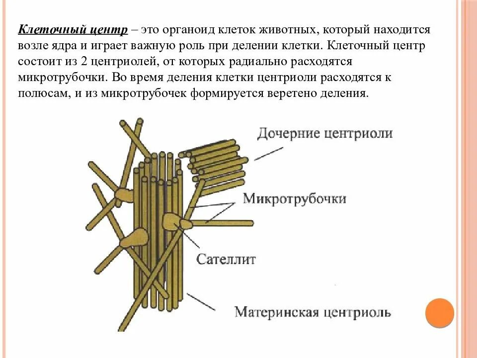 Клетка клеточный центр рисунок. Клеточный центр строение биология. Строение клеточный центр. Центриоли ЕГЭ. Строение центриолей клеточного центра.