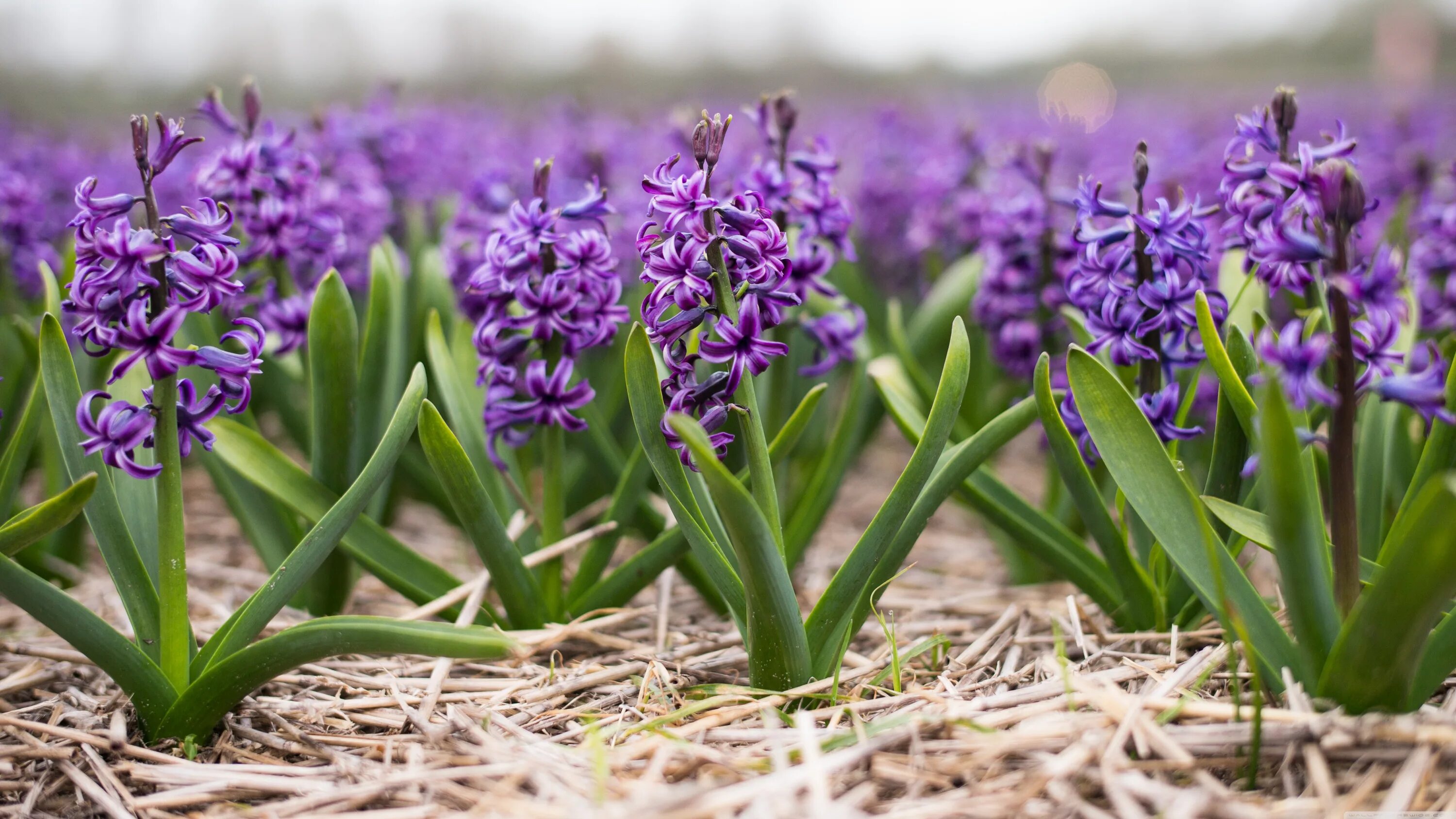 Free Images : nature, lawn, meadow, prairie, flower, spring, green, botany, pink