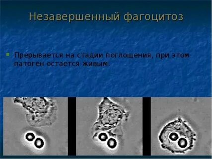 Способны к фагоцитозу амебоидному движению