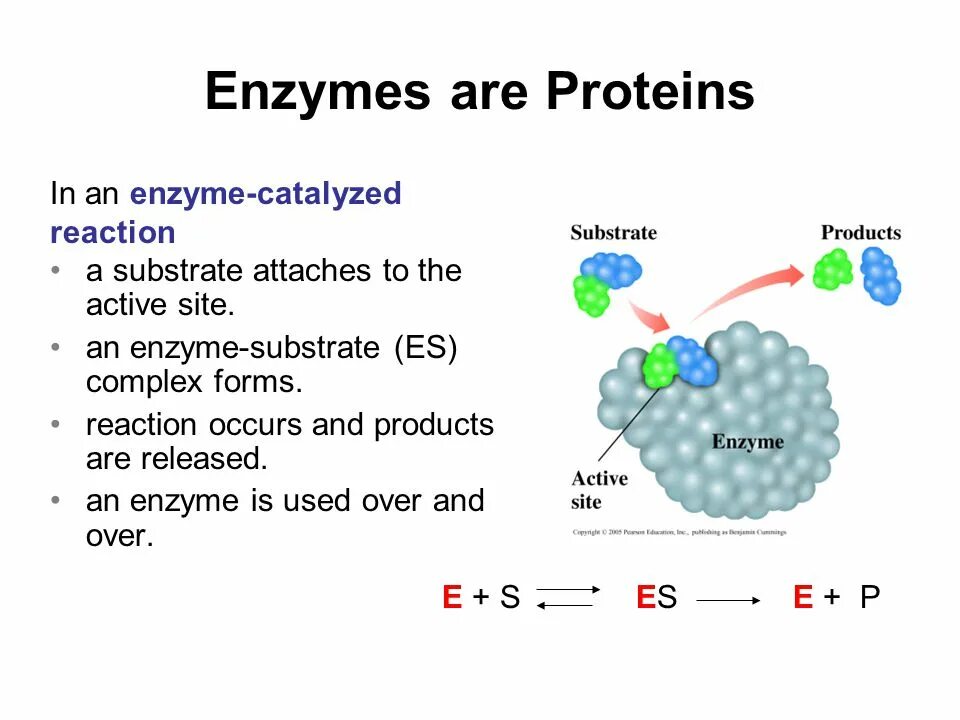 Enzymes Proteins. Simple and Complex Enzymes. Enzymes are Proteins. Enzymes structure simple Proteins. Пав энзимы