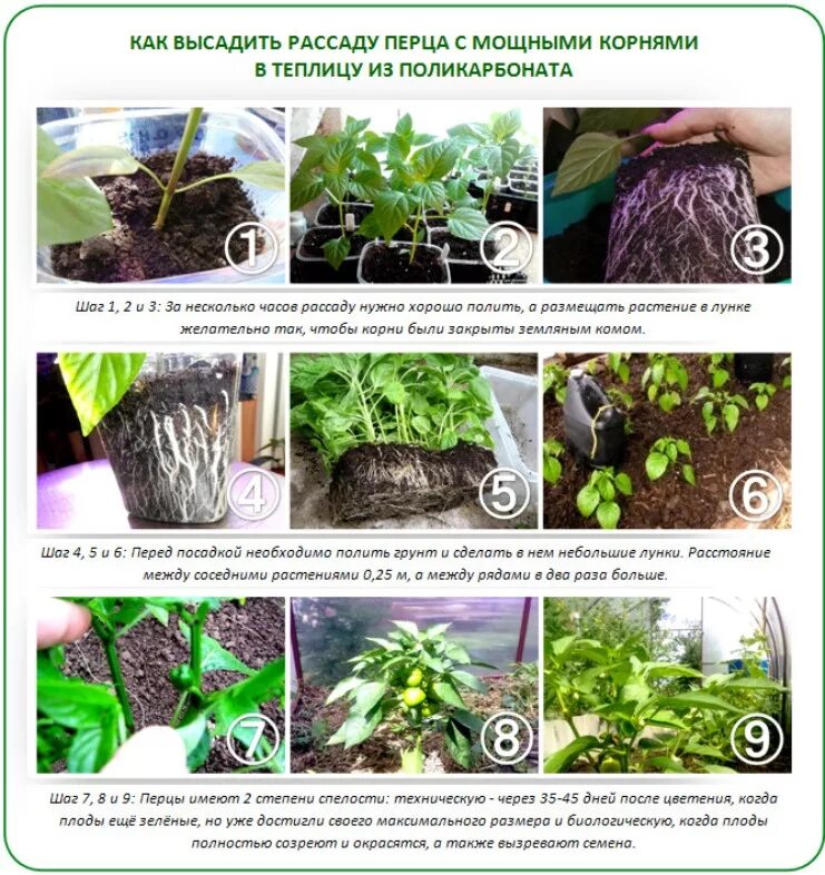 Сажаем рассаду. Когда высаживать рассаду. Высаживаем рассаду в теплицу. Высаживаем рассаду перца в теплицу.