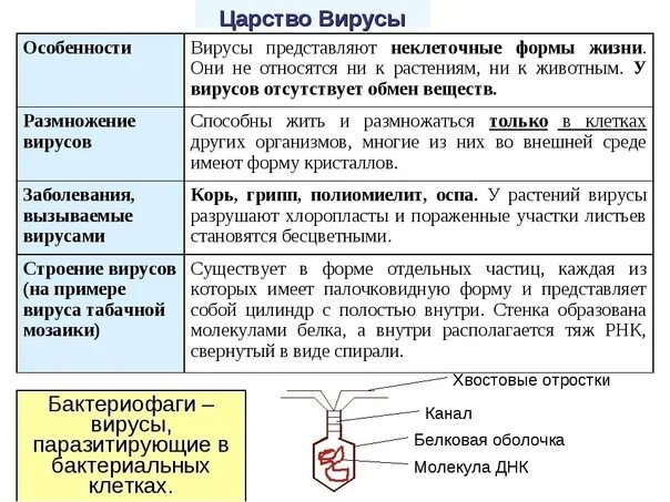 Вирусы биология задания. Вирусы конспект по биологии 9 класс. Строение вирус шпаргалка. Вирусы биология для ЕГЭ В таблицах. Вирусы ЕГЭ биология.