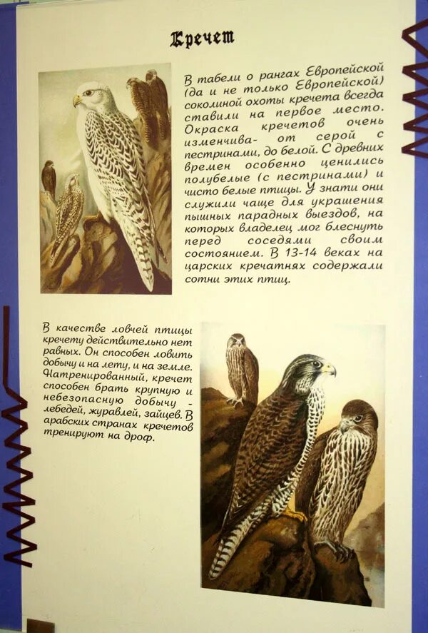 охотничья зона 10. охотничья зона 10. руднянский охотник охотхозяйство. аникеев легавые натаска. охотничья зона 10.