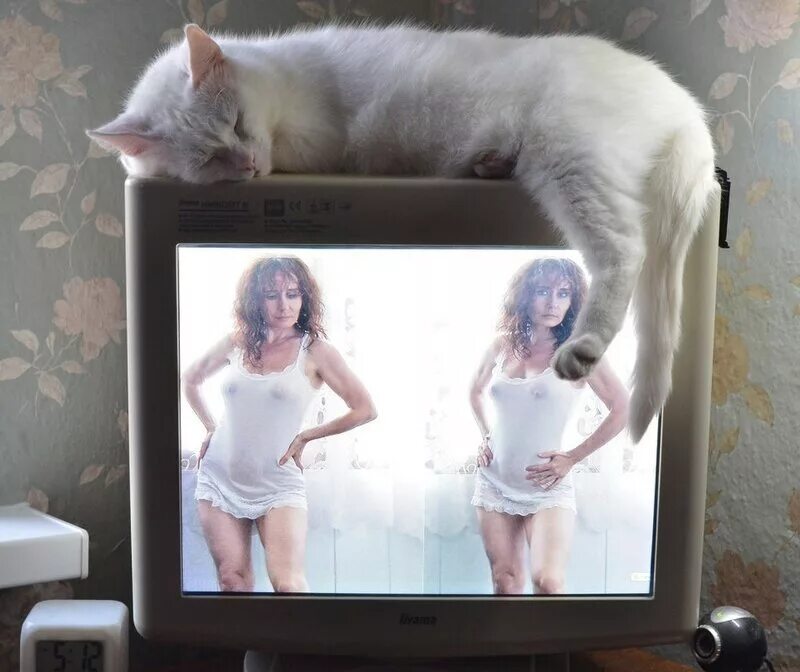 Включи на телевизоре животных. Кот на телевизоре. Кот на телевизоре тогда и сейчас. Девушка с котом за ТВ. Прогресс кот на телевизоре.