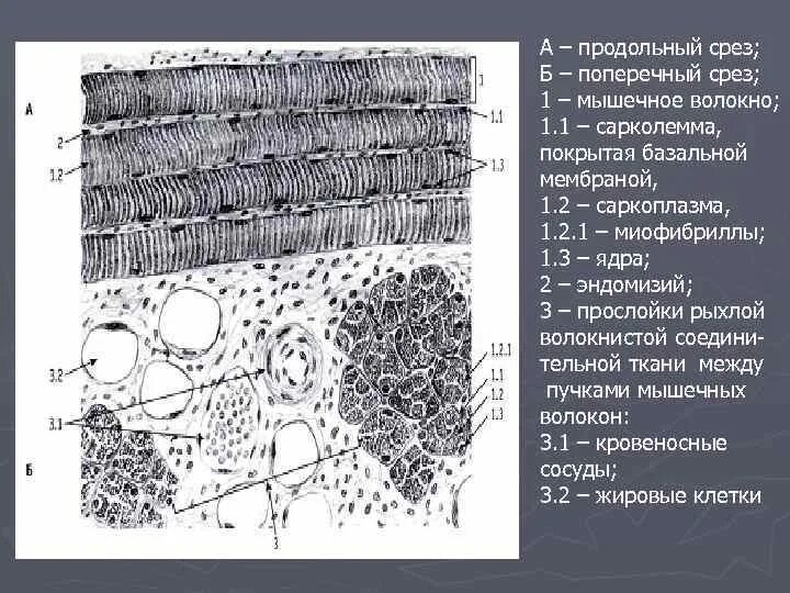 Состоит из клеток имеющих поперечную исчерченность. Скелетная мышца (продольный срез) препарат. Поперечный срез мышечных волокон миофибриллы. Продольный срез мышечных волокон. Поперечный срез мышцы.