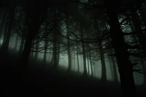 Лес в темноте