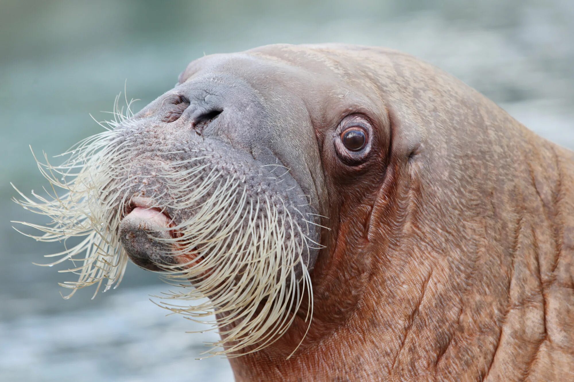 Ластоногие моржи. Ластоногие Вибриссы. Моржи тюлени морские котики. Морж Walrus.