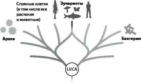 Общий предок всех живых организмов на земле