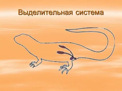 Выделительная система земноводных и пресмыкающихся