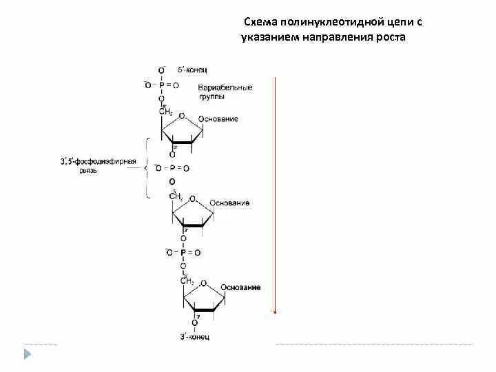 Полинуклеотидная цепь связи. Строение нуклеотида РНК строение полинуклеотидной цепи. Структура полинуклеотидной цепи РНК. Первичная структура ДНК полинуклеотидная цепь. Схема строения полинуклеотидной цепи.